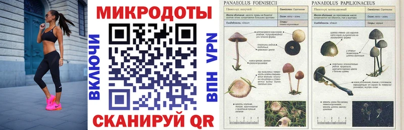 где продают   Людиново  Галлюциногенные грибы MAGIC MUSHROOMS 